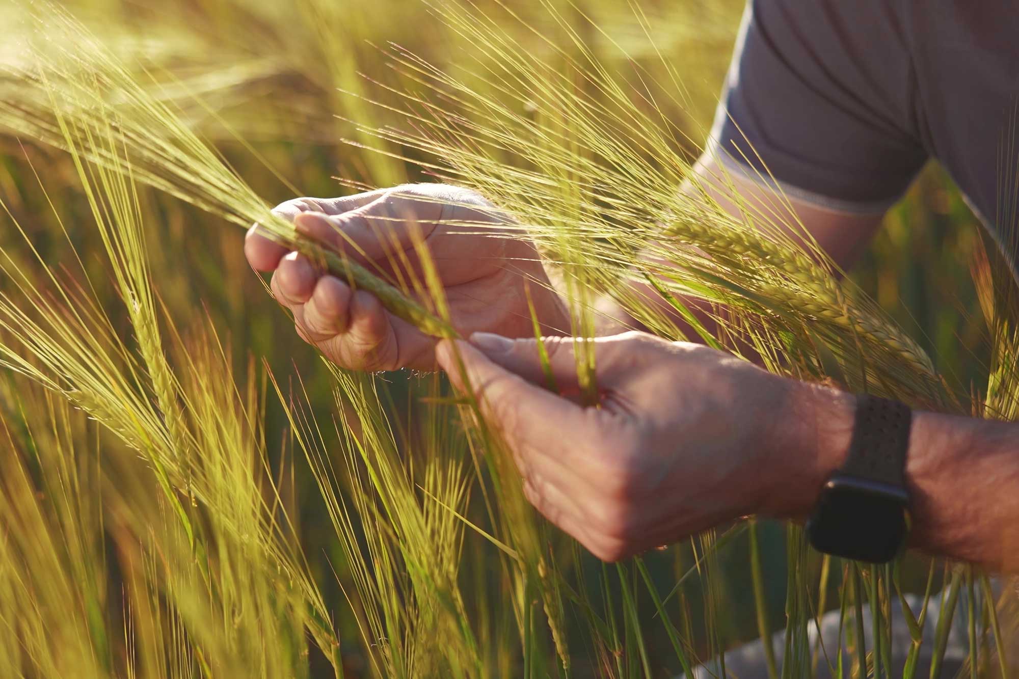 Local Resilience in a Volatile World: Building a Stable Supply Chain for Craft Brewing