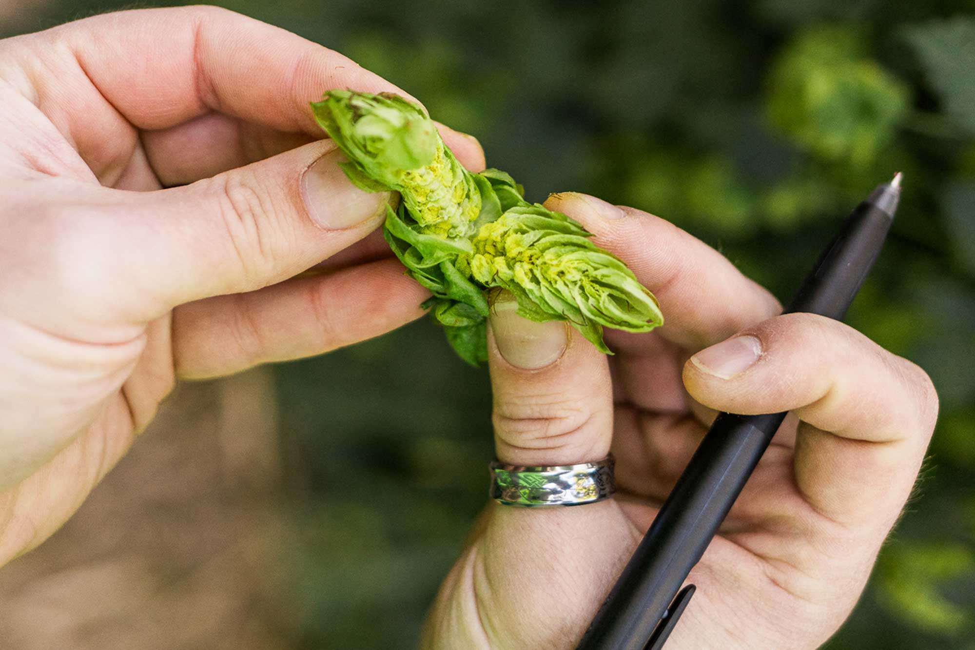 Inside the New Science of Hop Quality