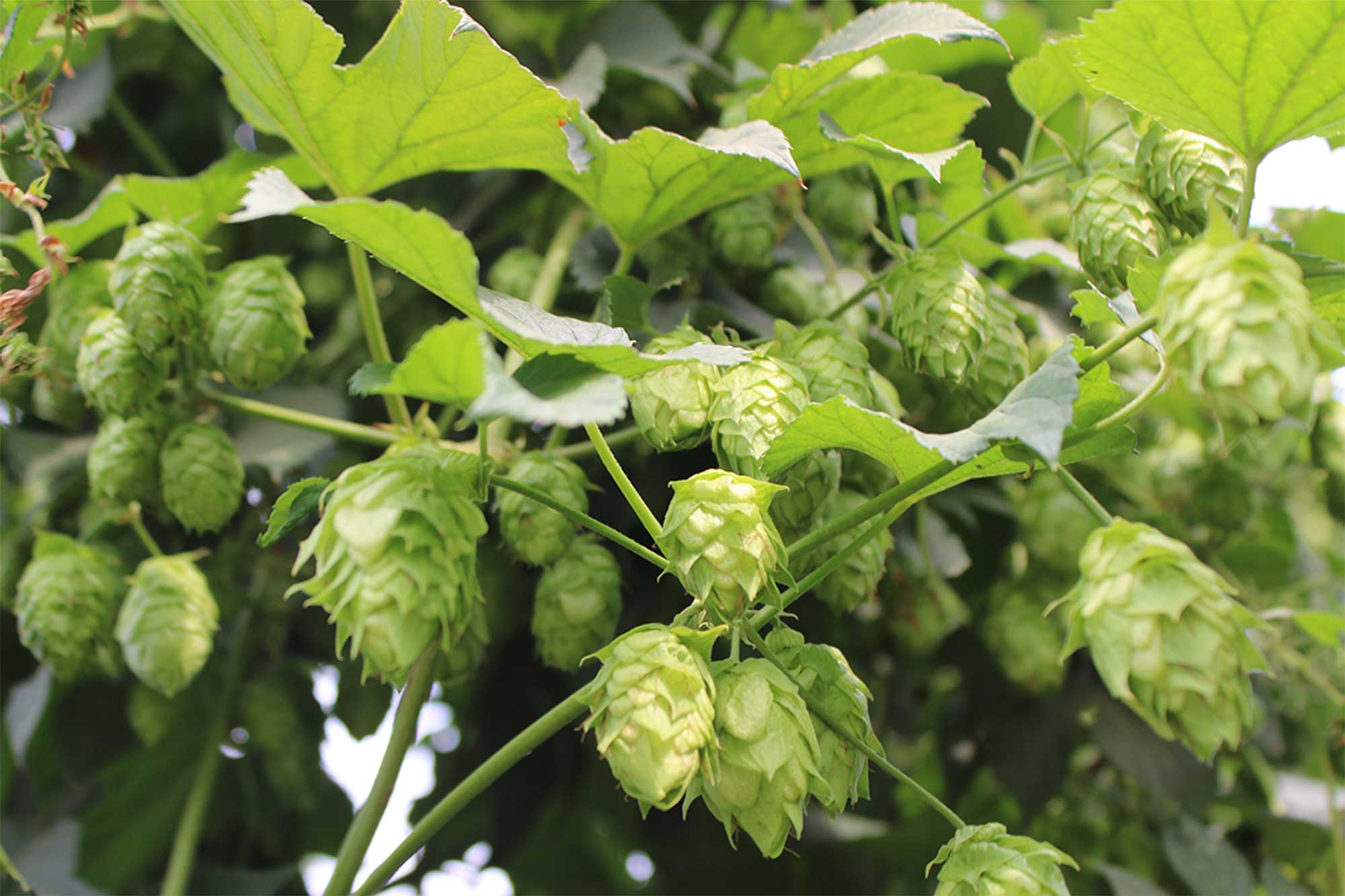 Rethinking Noble Hops: Why Brewers Are Turning to Domestic Alternatives