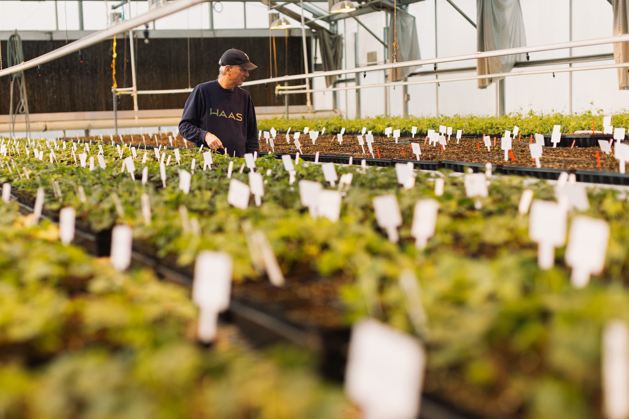 Growing Stronger Hops: How Resilient Varieties Can Protect Brewing’s Future